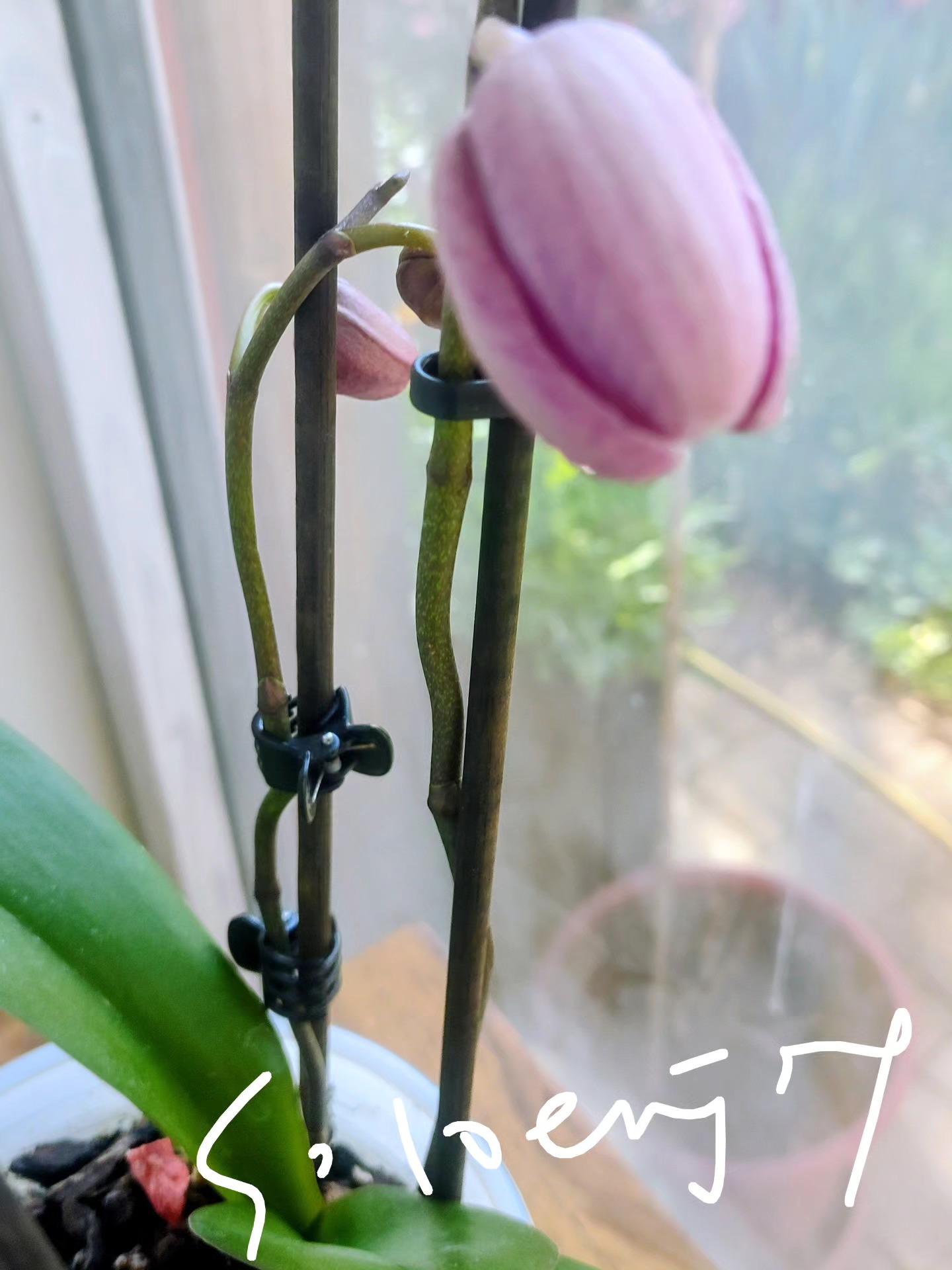 蘭花王國